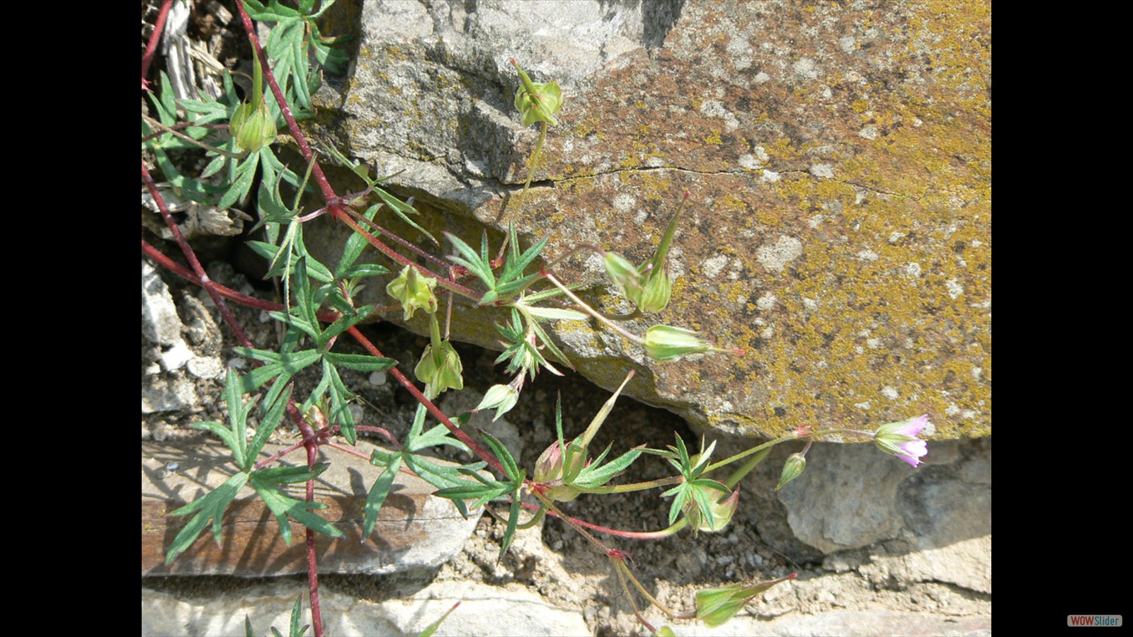 Bloedooievaarsbek, Geranium snaguineum.