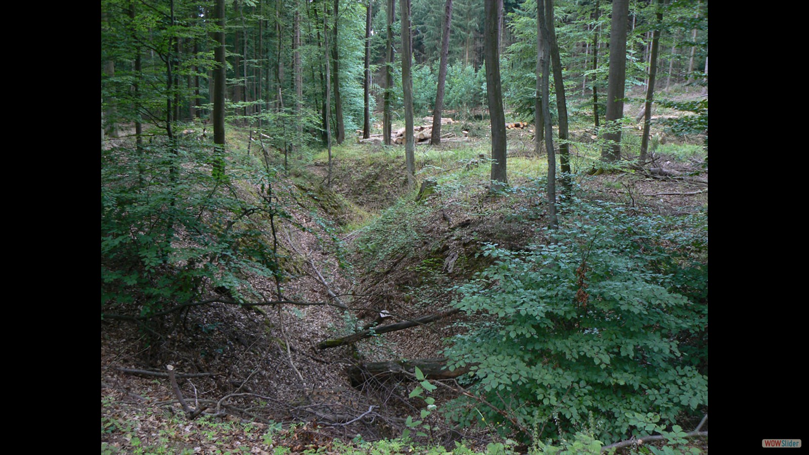 Koblenzer Stadtwald.