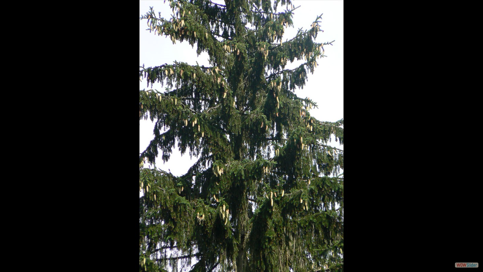 Witte spar, Picea glauca.