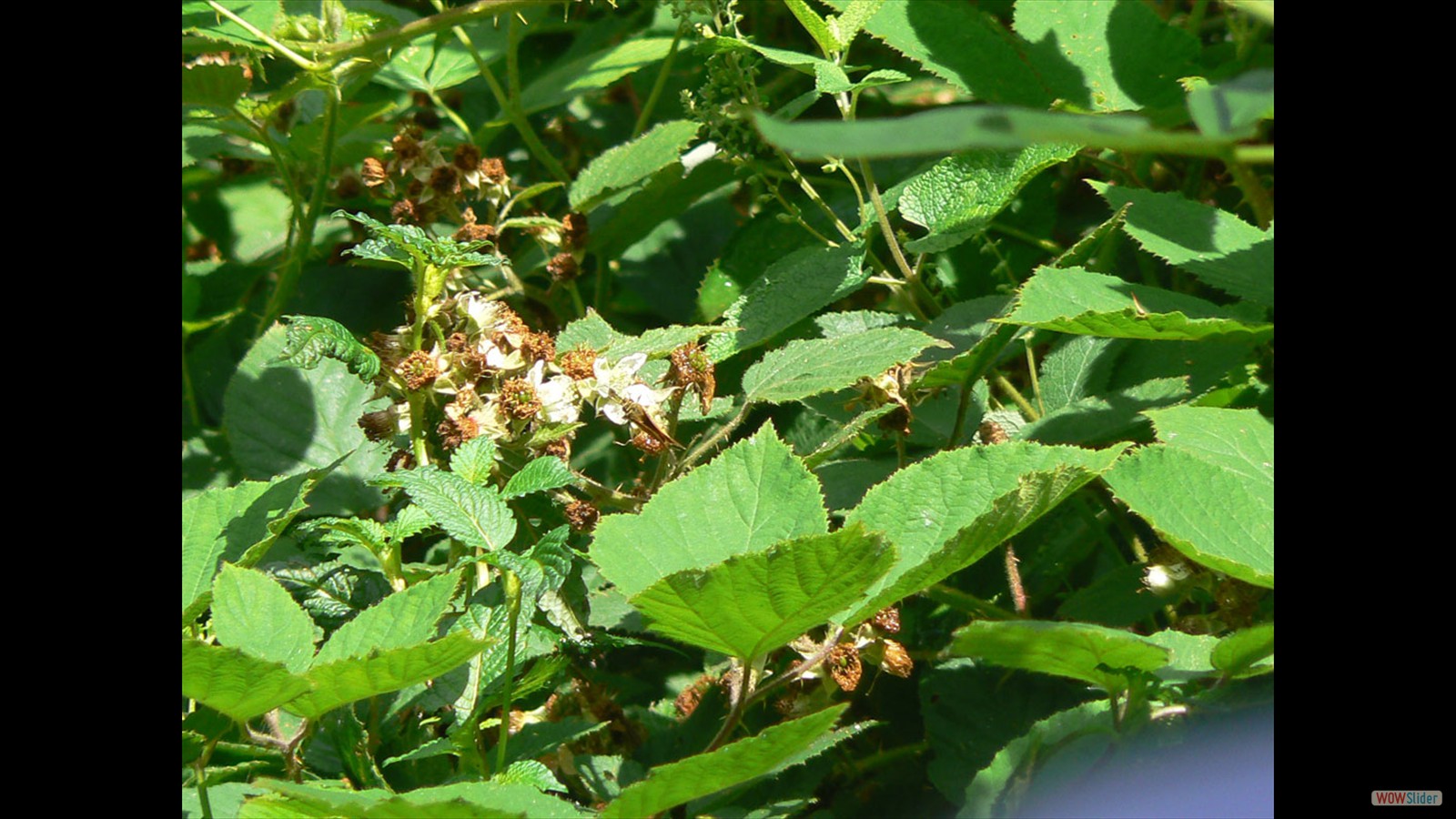 Braam, Rubus sp.