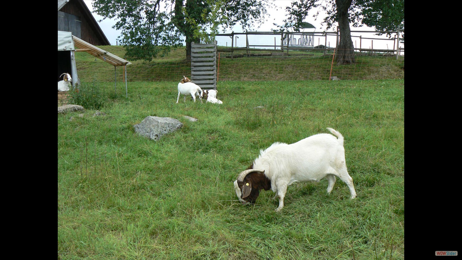 Aparte geiten bij de Speckhof.