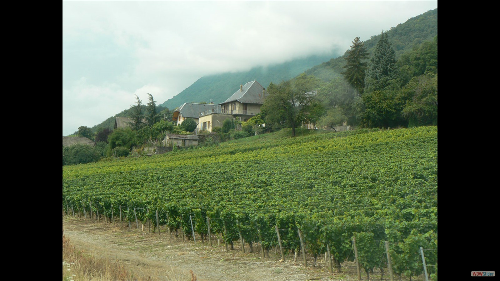 Wijnbouw van de Haute-Savoie.