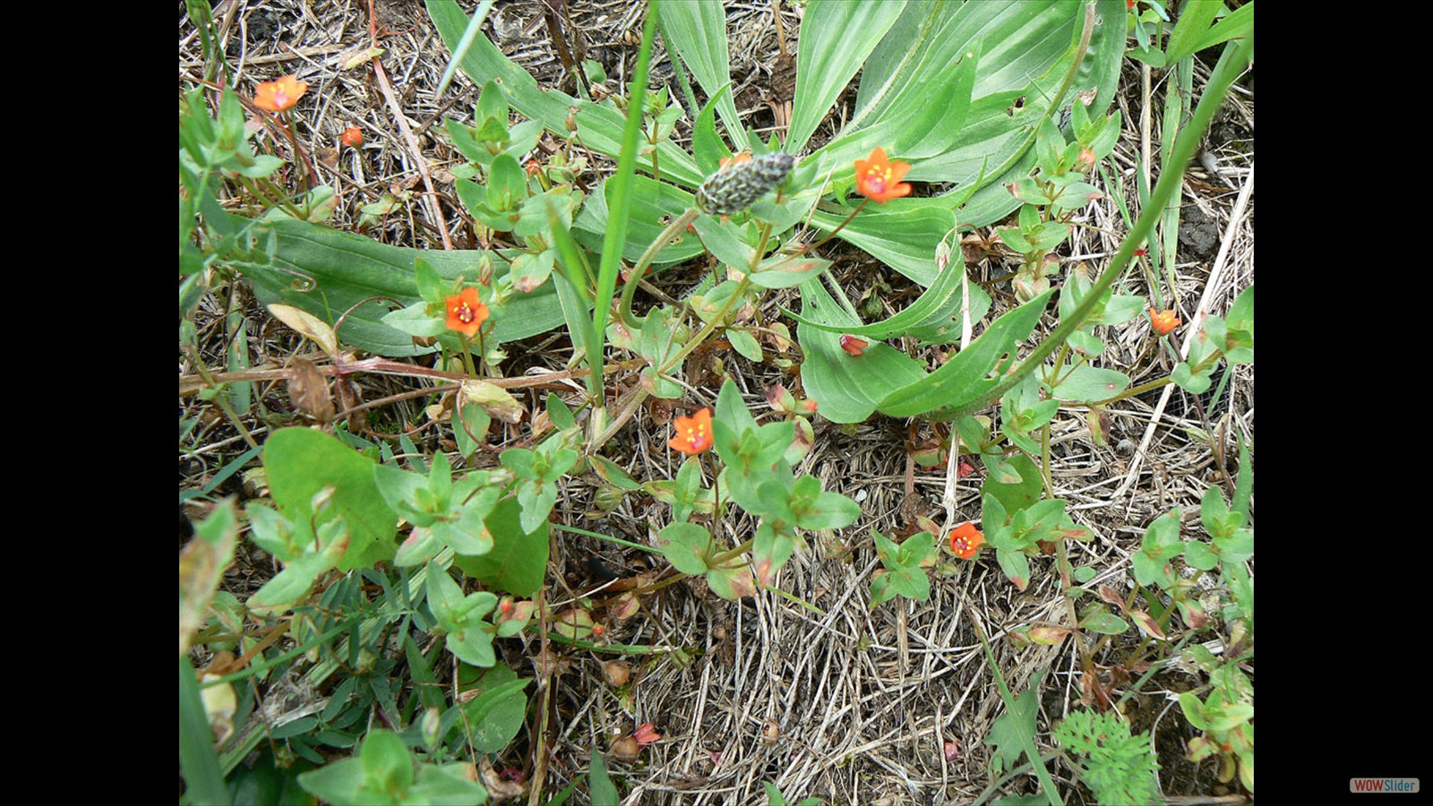 Rood guichelheil, Anagallis arvensis subsp. arvensis.