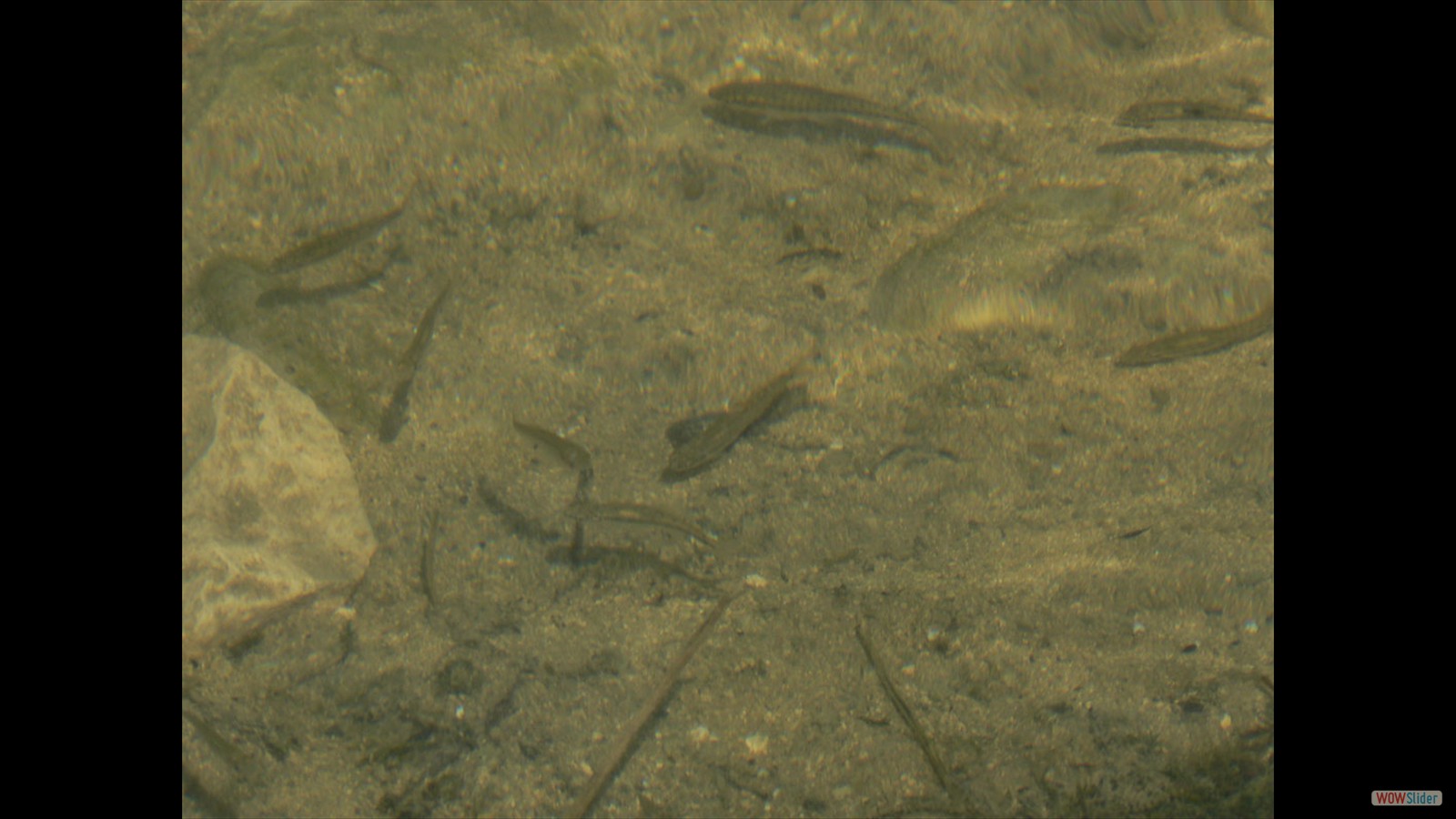 Vissen in de Doubs.