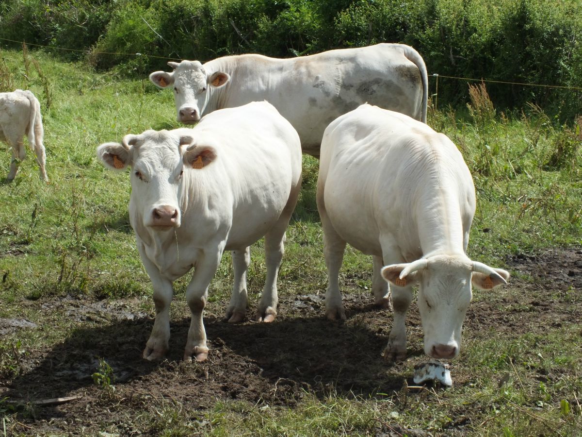 Charolais-koeien